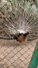 Visitor documents peacocks and wildlife at Hrodna park
