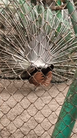 Visitor documents peacocks and wildlife at Hrodna park
