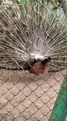 Visitor documents peacocks and wildlife at Hrodna park