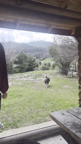 A woman is standing on the porch of a wooden structure, facing away from the camera, as a black and white dog walks towards her across a grassy lawn. She squats down to greet the dog, petting it briefly. In the background, there is a view of rolling hills and mountains with sparse trees. A wooden picnic table is visible on the right side of the porch.