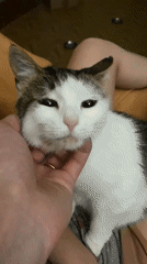Cats relaxing on wooden surfaces with gentle interactions