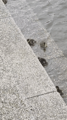 Four ducklings swim near concrete bank in London