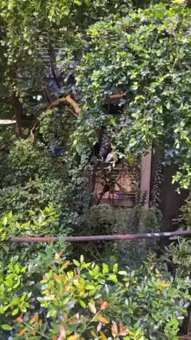 The video shows a lush green environment, likely a zoo or aviary, with dense trees and shrubbery. A building or structure can be seen through the foliage, and there are birds in the branches. The camera is static and provides a view of the scene from a slightly elevated position.