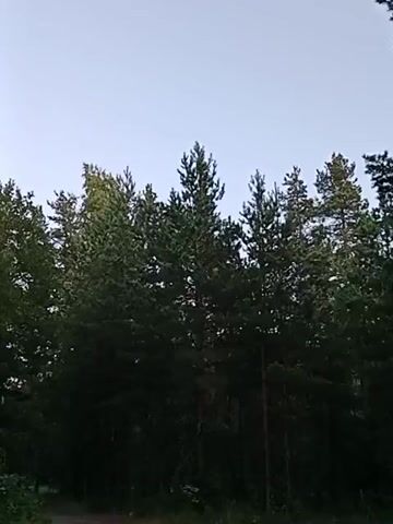 The video captures a static view of a forest. The trees are dense and tall, primarily pine trees with some deciduous trees on the left. The sky is clear and pale blue, suggesting it is either early morning or late evening. The lighting is dim, indicating low light conditions. The foreground shows a dirt path or trail leading into the trees. There are no people or animals visible in the frame, and no discernable actions or interactions are occurring. The environment appears to be a natural, undeveloped wooded area.