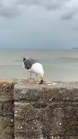 A seagull with black and white plumage stands on a stone wall, pecking at a piece of food. The background shows a body of water under a cloudy sky. Another bird flies in the distance. The seagull is in focus, while the background is slightly blurred.
