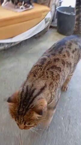 A tabby cat with distinctive markings walks across a concrete surface. The cat is focused on the ground, sniffing. In the background, there is a yellow cushioned object and part of a white tarp. The lighting suggests an outdoor or semi-outdoor environment.