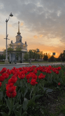 Red tulips bloom near grand Moscow building with golden spire