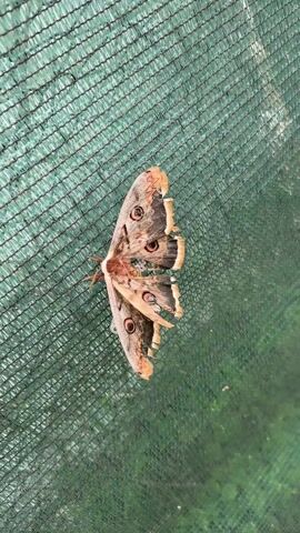 The video shows a large moth on a green mesh screen. The moth has brown, black, and tan patterned wings with distinct eye-like spots. It is stationary on the screen. In the background, voices can be heard.