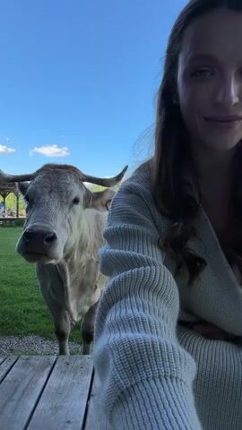 A young woman in a light-colored knit sweater is crouched on a wooden platform smiling at a large, light-colored cow with impressive horns. The cow stands on a grassy field, seemingly looking at the woman. A few structures are visible in the background under a clear blue sky. The woman briefly turns her head to look at the cow.
