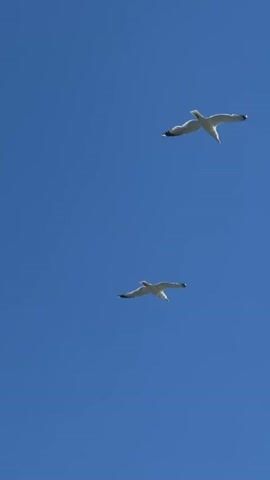 The video begins with a low-angle shot of two seagulls flying against a clear blue sky. The shot then transitions to a scene of a man standing amidst lush green foliage, looking down. He is wearing a blue collared shirt and khaki shorts, with sunglasses on. He appears to be holding something dark in his hands. Behind him, the vast blue ocean stretches out to the horizon under a partly cloudy sky. In the distance, a unique rock formation can be seen in the water, resembling a tiered structure. The camera pans slightly, revealing more of the serene coastal landscape.