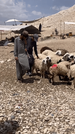 Morning livestock market operates in Loralai, Pakistan