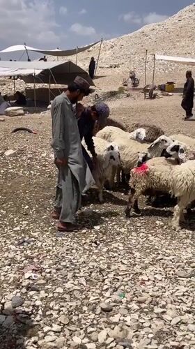 Morning livestock market operates in Loralai, Pakistan