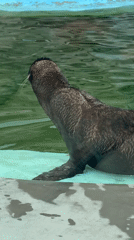 Seals and walruses at the Udmurt State Zoo in Izhevsk