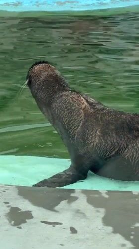 Seals and walruses at the Udmurt State Zoo in Izhevsk