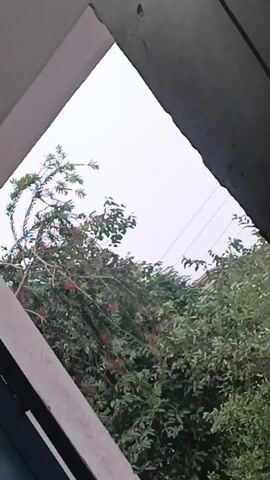 The video shows a view of trees with green foliage and red flowers through a window or opening in a building. The sky is overcast. Power lines are visible between the trees. The framing of the shot suggests that the camera is positioned indoors looking outward.