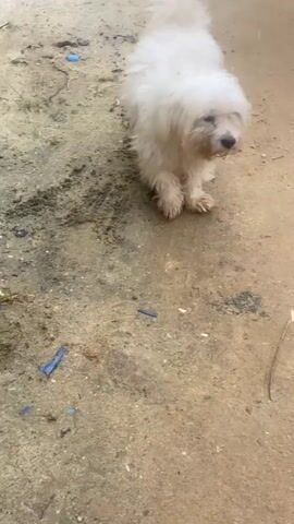 A white fluffy dog is shown outdoors, sniffing around on a dirt and gravel ground. The dog is wet, and its fur is somewhat matted. In the background, there is a concrete wall with some green algae or moss growing on it. There are also some small blue pieces of debris and a single pine needle on the ground. The dog sniffs at a black plastic bag on the ground.