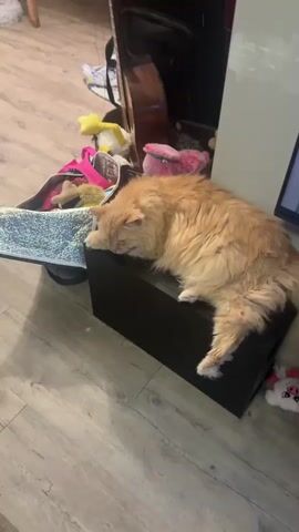 A long-haired orange cat is sleeping on a black surface. The cat is lying down with its head resting on its paws. The cat's eyes are closed and it appears to be deeply asleep. There are several toys in a basket behind the cat, including a yellow duck and a pink stuffed animal. A guitar is leaning against a wall in the background. The room appears to be a living room with hardwood floors.