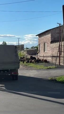 The scene is a village street under a clear blue sky with a few scattered clouds. A green truck is parked on the asphalt road, casting a shadow on the ground. A herd of brown sheep is grazing in a grassy area next to a brick building. Power lines stretch across the sky. A fence runs along the property line. There is no visible human interaction.