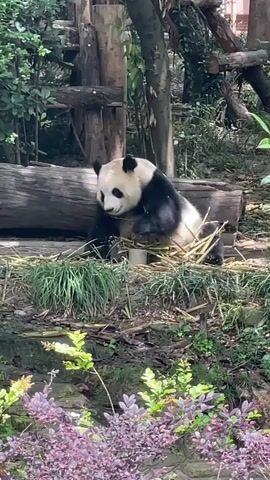 The video shows a panda eating bamboo. The panda is sitting on the ground in a grassy area, surrounded by trees and plants. There is a log behind the panda. The panda is black and white, and it is holding a bamboo stalk in its paws. The panda is eating the bamboo. The camera is stationary and the scene is well-lit.