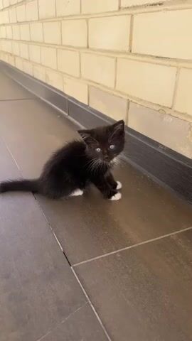 A black and white kitten with blue eyes sits on a tiled floor in front of a brick wall. The kitten then stands and walks away from the camera. The camera then tilts upwards to show a view of the sky with clouds.
