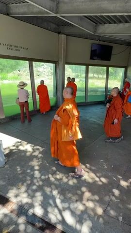 A group of monks wearing orange robes stand by a large window looking out at an exhibit. One monk in the foreground is facing away from the window. Another person wearing a straw hat and brown pants is also looking out the window. The exhibit appears to be an enclosure with green water. A sign on the wall reads "THE VALENTINE FAMILY PAVILION". Shadows from leaves are cast on the ground.