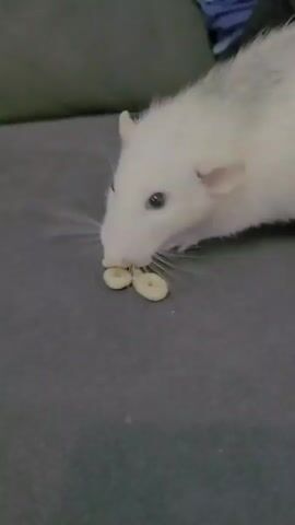 A white rat with gray markings on its back is on a gray couch. Several small, circular, light-colored food items, possibly cereal pieces, are scattered on the couch in front of the rat. The rat is looking at the food and appears to be about to eat it.
