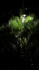 Palm tree illuminated by street light in Puebla