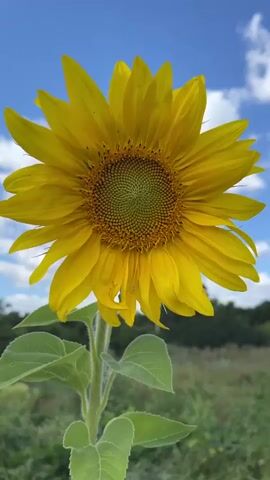A close-up shot of a sunflower against a blue sky with clouds. The sunflower is in full bloom with bright yellow petals. Its center is a mosaic of green and brown seeds. The stem is thick and green, with large, serrated leaves. In the background, a field of green grass and trees can be seen under a bright, clear sky. The video is a still image and does not contain any movement or action.