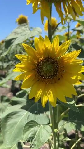 A close-up shot of a sunflower in a field under a bright blue sky. The sunflower's yellow petals are in focus, surrounding a dark center dotted with seeds. The green stem and large leaves of the sunflower are visible, as are other sunflowers in the background, slightly out of focus. The scene is illuminated by direct sunlight, casting shadows on the petals and leaves. The environment suggests a warm, sunny day, likely in summer or late spring, in a natural setting such as a garden or farm. There are no people or animals visible in the frame.