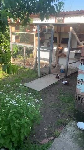 The video captures an outdoor scene in Rogozen, Bulgaria, featuring a large pigeon coop or aviary on a sunny day. The coop is a multi-level structure with mesh walls and a wooden frame, housing numerous pigeons. A metal-framed mesh door to the coop stands open, providing access for the birds.

Pigeons of various colors, predominantly brown and white, are active both inside and outside the coop. Several pigeons are perched on the roof of the aviary, while others are visible on different levels within its enclosures. One pigeon, mostly brown with white markings, is on the dirt ground just outside the open door, flapping its wings repeatedly. Other pigeons walk on the ground or fly into and out of the coop.

To the right of the coop, a partially visible structure made of brick with some blue painted details stands, with an empty white bowl resting on the ground near its base. The ground around the coop is a mix of dirt and grass, with patches of green vegetation and small white flowers in the foreground. A concrete slab forms a ramp leading up to the coop entrance. Trees and bushes with green foliage are visible in the background, under a clear, bright blue sky. The sunlight indicates it is daytime.