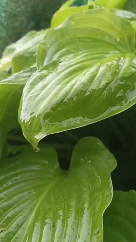 The video shows a close-up of large, green, wet leaves. A single drop of water is visible on the tip of one leaf, slowly falling. The lighting suggests it is daytime, possibly overcast or rainy. The texture of the leaves is prominent, with visible veins and a glossy sheen from the water. The background is blurred, indicating a shallow depth of field, with hints of greenery.