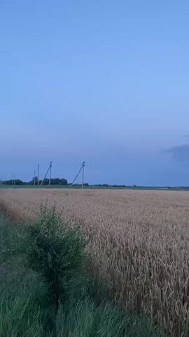 The video shows a wide, dry wheat field under a darkening blue sky with some clouds. Two utility poles with wires are visible in the distance on the left side of the frame. In the foreground, there is tall green grass and a small bush. The camera pans slowly to the right, showing the expanse of the wheat field. The lighting suggests it is either dawn or dusk.