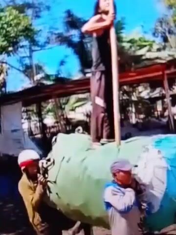 In this video, a group of men are working together to move a large, green, tarp-covered object. One man stands on top of the object, holding a long pole. He appears to be directing the others or using the pole to help stabilize the object. Two other men are positioned on the ground, appearing to push or pull on the object. The environment seems to be outdoors, possibly in a rural or developing area, with simple structures and vegetation visible in the background. The overall scene suggests a collective effort to transport or manipulate a heavy item.