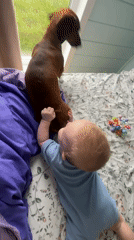 Baby and dachshund share gentle moments on family bed