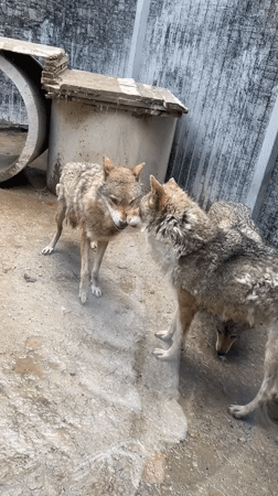 Zoo animals observed during morning hours in Irkutsk, Russia