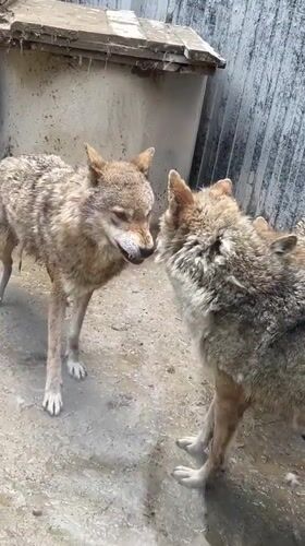 Zoo animals observed during morning hours in Irkutsk, Russia