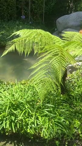 A handheld video pans across a lush, green outdoor area featuring a small waterfall trickling into a pond. Large, smooth rocks are strategically placed around the water feature, which is surrounded by dense foliage, including ferns and leafy plants. In the background, a modern building with a brown facade and large windows is visible, partially obscured by trees and greenery. The scene suggests a tranquil, park-like setting within an urban or suburban environment.