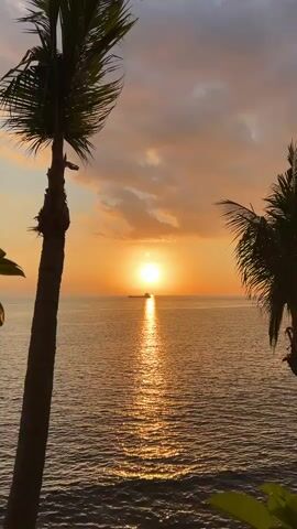 A video shows a sunset over the ocean, framed by palm trees on either side. The sun is a bright orb just above the horizon, casting a golden reflection on the water. A ship is visible in the distance. The sky is filled with orange and pink clouds. The water is calm with gentle waves. The overall scene is peaceful and serene.