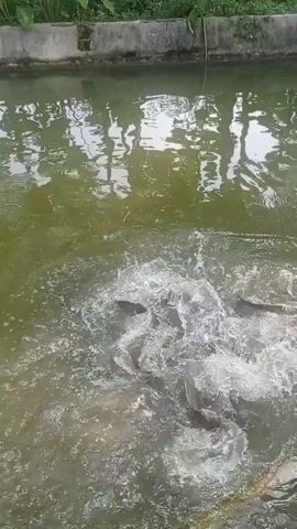 The video shows a body of murky green water, possibly a pond or a fish farm. Bubbles rise to the surface in a central area, indicating aeration or disturbance of the water from below. Some debris or leaves are visible on the surface and along the edge of the water. The water is contained by a low concrete wall. Trees and their reflections are visible on the surface of the water. The overall impression is one of an outdoor aquatic environment.