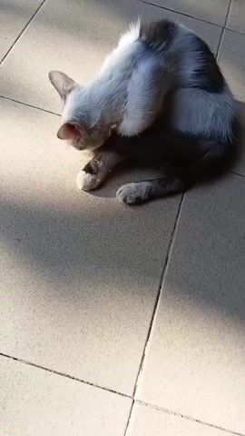 A grey and white cat is grooming itself while lying on a tiled floor. The cat is positioned in a way that its hindquarters are turned towards the viewer and its head is turned to the left. Sunlight is casting shadows on the floor.