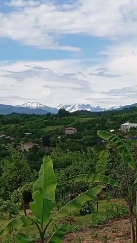 The video pans across a lush green valley with rolling hills. In the foreground, large banana leaves obscure part of the view. In the middle ground, several houses with red-tiled roofs are nestled among the trees, suggesting a small village. Further in the distance, majestic mountains rise, their peaks capped with snow. The sky is a vibrant blue, dotted with fluffy white clouds, indicating fair weather. The overall impression is one of a serene and picturesque rural landscape.