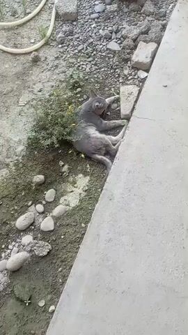 A gray kitten lies on its side next to a concrete structure. It has its eyes open and is looking towards the camera. The kitten is surrounded by dirt, rocks, and some green foliage with small yellow flowers.