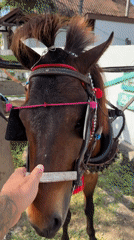 Morning encounters with decorated horse and cart in Indonesia