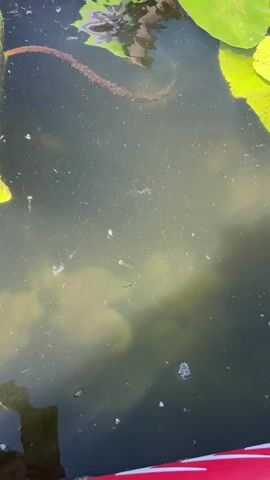 The video shows a close-up, top-down view of murky water. Green lily pads are visible on the surface, with a reddish-brown stem trailing into the water. Several small, dark specks are scattered throughout the water, some of which appear to be tiny aquatic creatures or debris. A few small bubbles are also present on the surface. The lighting suggests it is daytime, with sunlight reflecting off the water.
