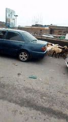 Goat herd crosses paved road in Nairobi
