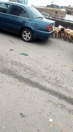 Goat herd crosses paved road in Nairobi