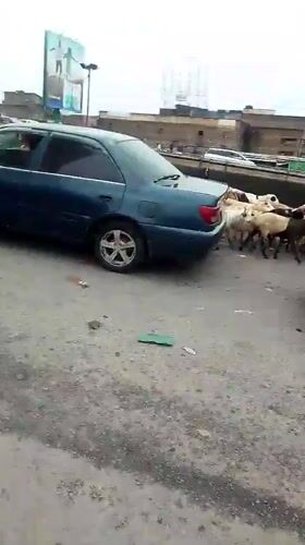 Goat herd crosses paved road in Nairobi
