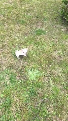 A small, light-colored dog with a fluffy tail is seen running on a grassy lawn. The dog has a pinkish-white body and a slightly darker patch on its back. The grass is a mix of green and brown, with patches of weeds. The camera follows the dog as it moves around on the grass. The speaker can be heard in the background talking about the dog.