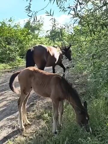 This media file captures a tranquil moment in a natural setting, likely in Pushkino, Ukraine. The primary subjects are two horses: a mature horse standing further back on a dirt path, and a younger foal in the foreground. The foal is a light brown color and appears to be grazing on lush green grass by the side of the path. Its long, slender legs are evident as it bends its head down to eat. The adult horse is a darker brown and is also positioned near vegetation, possibly also feeding or observing.

The scene is set outdoors, under a bright sky, suggesting it is daytime, likely morning or afternoon given the quality of light. The surroundings are rich with greenery, with trees and dense foliage forming a backdrop to the horses. The path itself is unpaved, made of dirt and gravel, indicating a rural or natural environment, perhaps a field, pasture, or wooded area.

There is no visible text within the media file. The overall mood conveyed is one of peace and natural harmony, with the horses engaged in their daily routines in a seemingly undisturbed environment. The foal's posture and focus on grazing suggest innocence and contentment. The presence of both a foal and an adult horse hints at a familial bond and a safe, nurturing setting. The sunlight filtering through the leaves of the trees adds a gentle and warm quality to the imagery.