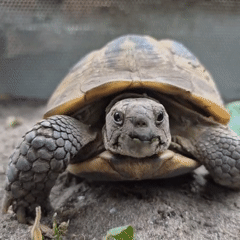 Backyard animals and garden scenes in Liski, Russia